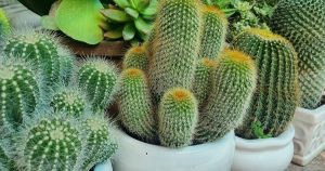 5 Loại Cây Nguy Hiểm: Đậm 'Sát Khí', Càng Trồng Càng Suy!