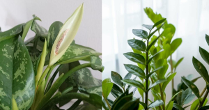 Ông bà bảo trồng 3 cây này: Lợi lộc không ngờ, thành công sẽ đến!