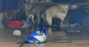 Bão Bualoi Tăng Cường Tấn Công Việt Nam: Mưa Lớn Từ Đêm Đến Sáng, Nhiều Nhà Cửa Ngập Nước, Trường Học Phải Đóng Cửa