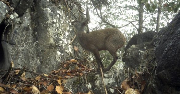 Cao Bằng: Khám Phá 'Kho Báu Sống' Với Hương Thơm Đặc Biệt Bên Bờ Tuyết Chùng