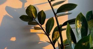 Cây 'thần phong thủy': Bí mật giàu có của nhà giàu châu Á