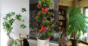 Cây này trong nhà giúp gia đình bạn luôn đủ đầy