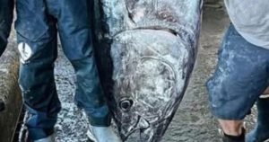 Câu đực cá ngừ khổng lồ 210kg, dân làng bán 70 triệu đồng!