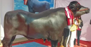 "Con Trâu Khủng Giá 65 Tỷ Đồng: Ít Hơn Chủ Nhân 'Không Ưng Bán'"