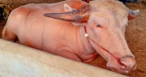 "Giá Trâu Bạch Tạng 1,4 Tỷ Đồng: Cận Nhắc Mới Nhất Về Chế Độ Bán"