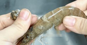 Tôm: Bí Quyết Chọn Bổ Phận Cực Bánh và 2 Mẹo Đơn Giản Giúp Bạn Xử Lý Cực Nhanh