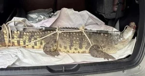 "Bắt được cá sấu quý hiếm nặng hơn 50 kg ở phố biển Quy Nhơn"