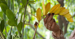 8 Năm Trồng Cây Kim Tiền, Tôi Đành Phải Bỏ: Không Phải Độc Ác!