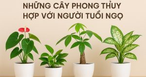 Khám Phá Những Cây Phong Thủy Tuyệt Vời Cho Người Tuổi Ngọ