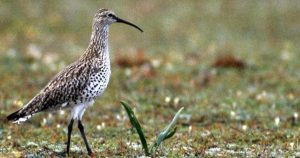 Điểm Danh Những Loài Chim Tuyệt Chủng Xuất Hiện Ở Việt Nam