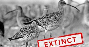 Chim di cư đầu tiên trong lịch sử chính thức bị tuyệt chủng