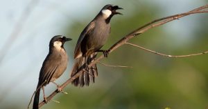 Những Loài Chim Cảnh Pháp Luật Bảo Vệ Nhưng Người Nuôi Cần Lưu Ý