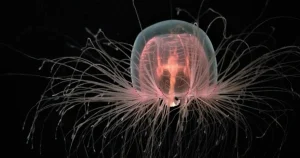 "Sinh Vật Sống Lâu Nhất Trên Trái Đất: 2.300 Năm Tồn Tại"