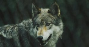 Phát hiện chó lai sói ở châu Âu: Cuộc tranh cãi về sói xám