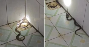 "Rắn Hổ Mang Thả Phí Trong Phòng Tắm Khiến Gia Chủ Ở Phú Thọ Thót Tim"