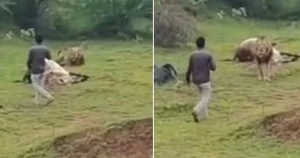 Nồi Bếp Tuần Qua: Người Đàn Ông Liên Lạc Sư Tử Để Quay Phim