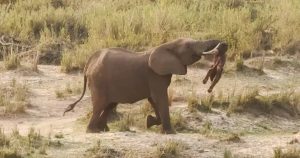 Khoảnh Khắc Cảm Động: Voi Mẹ Tháo Xác Con Khắp Thảo Nguyên Khiến Nhiều Người Xúc Động