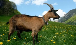 "4 Con Giáp Hiền Hòa, Tài Lộc Ngày Càng Đầy Đặn"