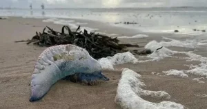 "Sinh vật chết người dạt vào bãi biển nổi tiếng, cảnh báo nghiêm trọng!"