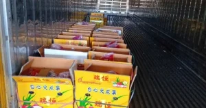 Tài xế container khốn khổ vì bẫy khi chở thanh long sang cửa khẩu