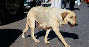 "Maroc bị chỉ trích vì tàn sát hàng nghìn con chó trước World Cup"
