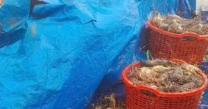 "20 triệu tôm hùm chết do lũ, Đắk Lắk mất nghề nuôi tôm"