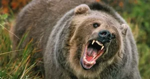 Gấu tấn công lớp học ở Canada, 11 người bị thương!