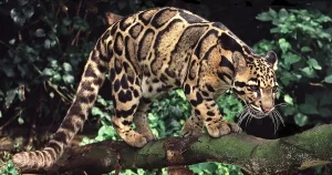 "Loại Báo Đếp và Quý Hiếm: Bảo Vệ Nghiêm Ngặt Theo Pháp Luật Việt Nam"