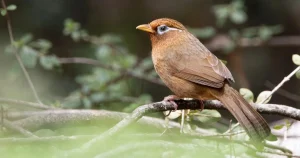 "Cảnh giác: Loài chim cảnh quen thuộc trong Sách đỏ có thể bị phạt"