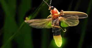 "Gen Alpha và 5 loài côn trùng gợi nhớ tuổi thơ cha mẹ"