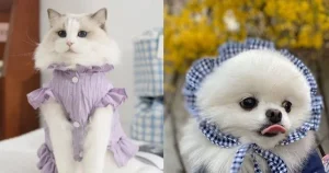 "Đồ hot cho 'boss' Trung Quốc đã có mặt tại Việt Nam: Rẻ hơn 50%, freeship!"