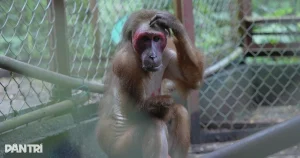 "Kỳ diệu khỉ cụt tay hồi sinh giữa thiên nhiên rừng nguyên sinh"