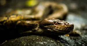 "Trăn khổng lồ: Loài quý hiếm trong Sách đỏ Việt Nam"