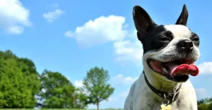 "Chó cưng và tác động của chúng tới khí hậu: Sự thật bất ngờ"