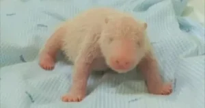 Gấu trúc đầu tiên chào đời tại Indonesia: Niềm vui chưa từng có!