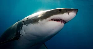Giải Mã Kẻ Thù Bí Ẩn Của Cá Mập Trắng Dưới Đại Dương