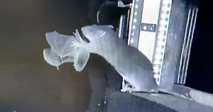 Khoảnh khắc kinh ngạc: Chuột cống săn dơi bay ăn thịt!