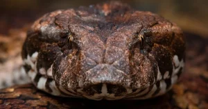 "Rắn độc chết chóc: Cú mổ thần tốc nhanh như chớp"