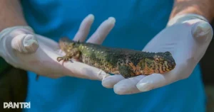 Khám Phá Thằn Lằn Cá Sấu Việt Nam: Di Sản Kỷ Đầu Khủng Long