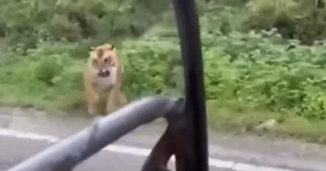 Hổ dữ bất ngờ tấn công giữa phố, người đi đường hoảng loạn!